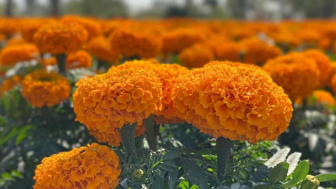 Flor de cempasúchil símbolo de tradición mexicana